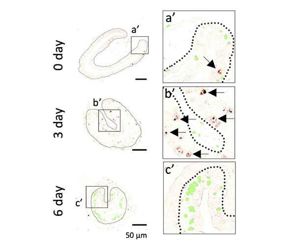 Top panel labeled “0 day” shows an intestinal cross-section and a blow up of a small segment with a brown cell indicated by an arrow. Middle panel labeled “3 day” shows an intestinal cross-section with lots of brown staining and a blow up of a small segment with 5 brown cells indicated by arrows. Bottom panel labeled “6 day” shows an intestinal cross-section with lots of green staining and a blow up of a small segment with numerous green cells.