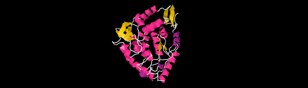 Ribbon diagram of a monomer of the phenylalanine hydroxylase (PAH) gene, which provides instructions for making an enzyme called phenylalanine hydroxylase. This enzyme helps process phenylalanine, a building block of proteins. 