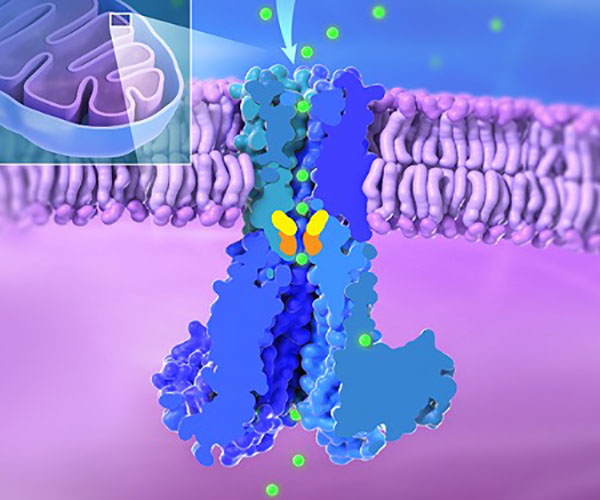 Three-dimensional graphic shows the inset mitochondria in the top left; the organelle is bean-shaped with folds inside. The MRS2 channel is shown as a cross-section embedded in a lipid bilayer. The intermembrane space of the mitochondria is shaded blue, and the mitochondrial matrix is shaded purple. Magnesium ions are small green spheres.