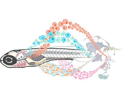 Drawing of a single zebrafish with streams of cells arranged artistically and grouped by color and type.