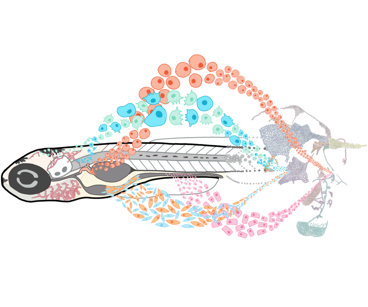 Drawing of a single zebrafish with streams of cells arranged artistically and grouped by color and type.