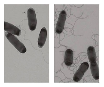 Left panel shows rod-shaped bacteria; some have a few whip-like appendages. Right panel shows rod-shaped bacteria, each with multiple whip-like appendages.
