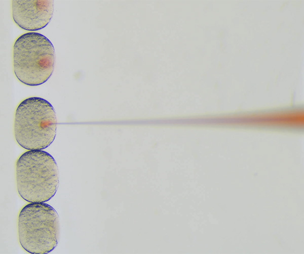 Five transparent zebrafish embryos lined up vertically. The top three each contain a red dot, and a red pipette tip is inserted in the third from the top.