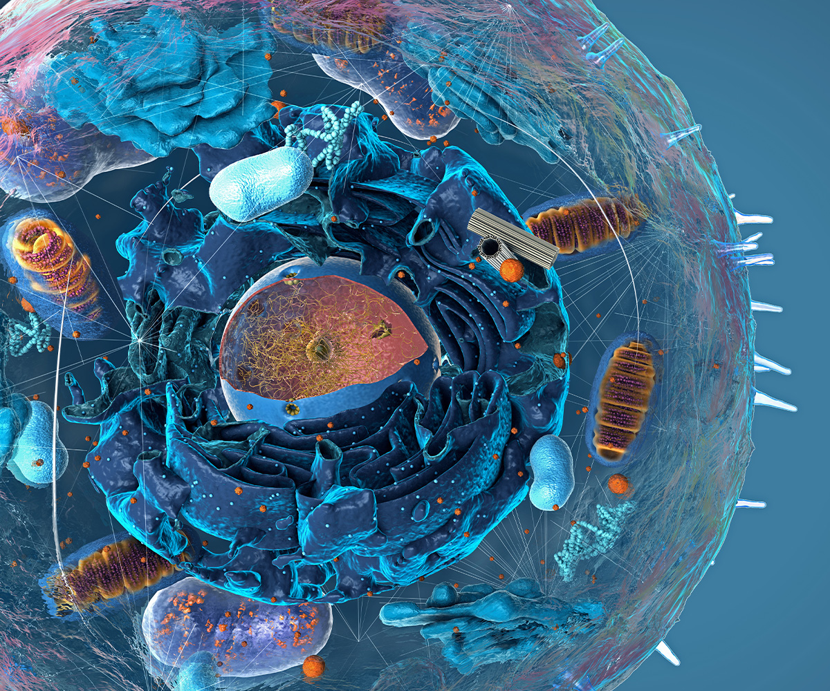 A transparent cell is visible against a blue background. Inside the cell are organelles, including the nucleus in the center, folded membranes like the Golgi bodies, and mitochondria.