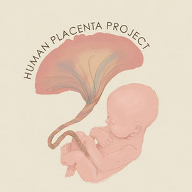 Human Placenta Project logo