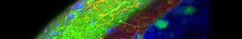 Biomedical Mass Spectrometry Core