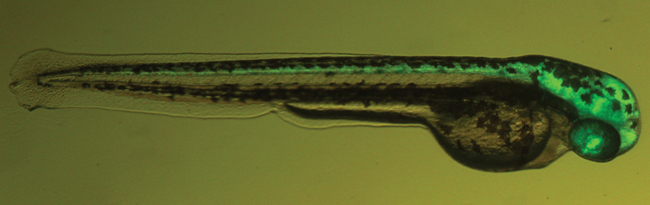 Researchers find that inhibiting dopamine signaling in zebrafish, as in humans, reduces movement, paving the way to screen for compounds that improve swimming in zebrafish models of Parkinson's disease.