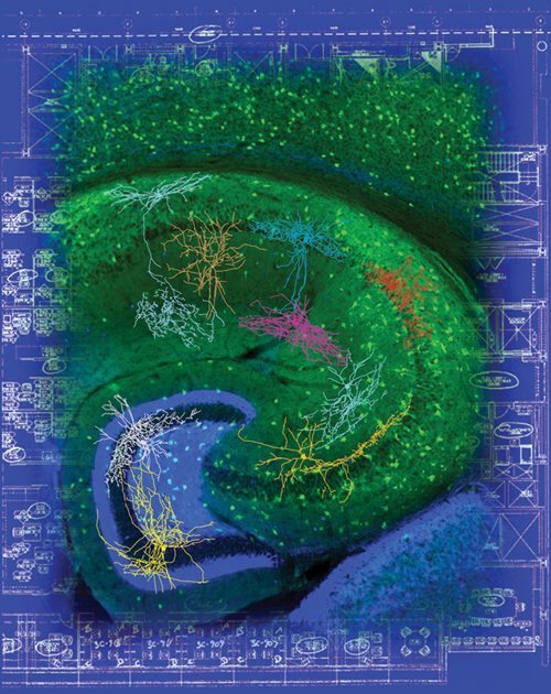 In their efforts to understand early brain structure, researchers find that the hippocampus, the part of the brain involved with attention and memory, develops differently from the rest of the brain. Unlike most cells in the brain that form close to where they will reside, interneurons–cells that limit the transmission of impulses to regulate communication between networks of brain cells–are born at sites far from the hippocampus and migrate a considerable distance during maturation. Understanding the mechanisms that disrupt the normal migration of these interneurons may reveal the mechanisms underlying disorders such as autism, epilepsy, and schizophrenia that may be related to problems in the hippocampus.
