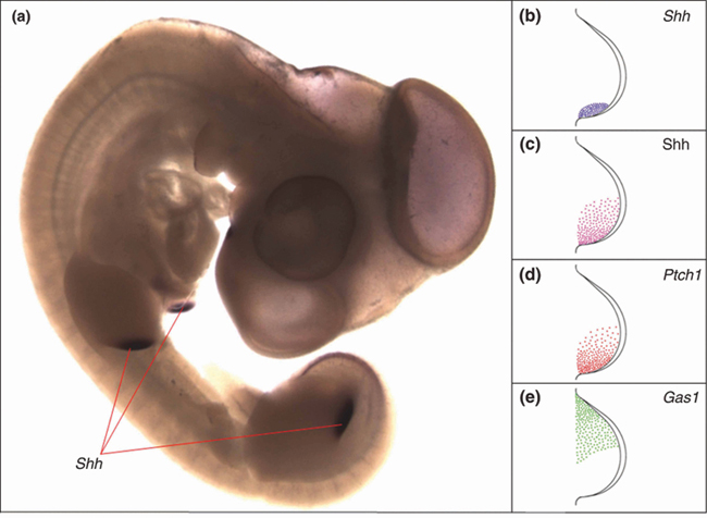 The discovery of the Sonic Hedgehog (<em>Shh</em>) gene in vertebrates and its action in activating homeobox genes, which play a primary role in directing the growth and development of all animals from worms to humans, profoundly changes our understanding of early embryonic development. The finding also exposes how body polarity (head end versus tail end) is established and how limbs and parts of the central nervous system are formed.