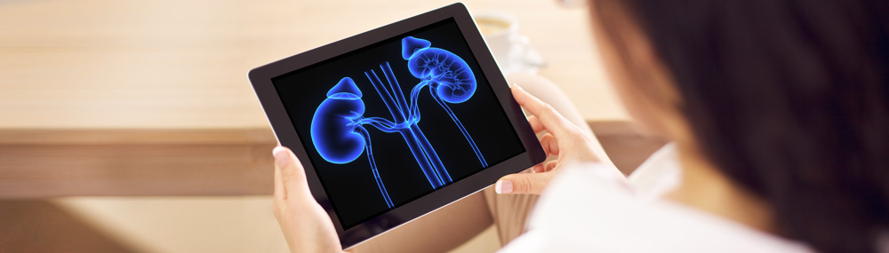 A woman looking at illustration of the adrenal glands on a tablet.