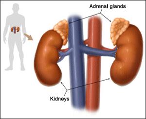Silhouette of a person, with kidneys illustrated in their location in the body, and a close-up with labels of the kidneys and adrenal glands.