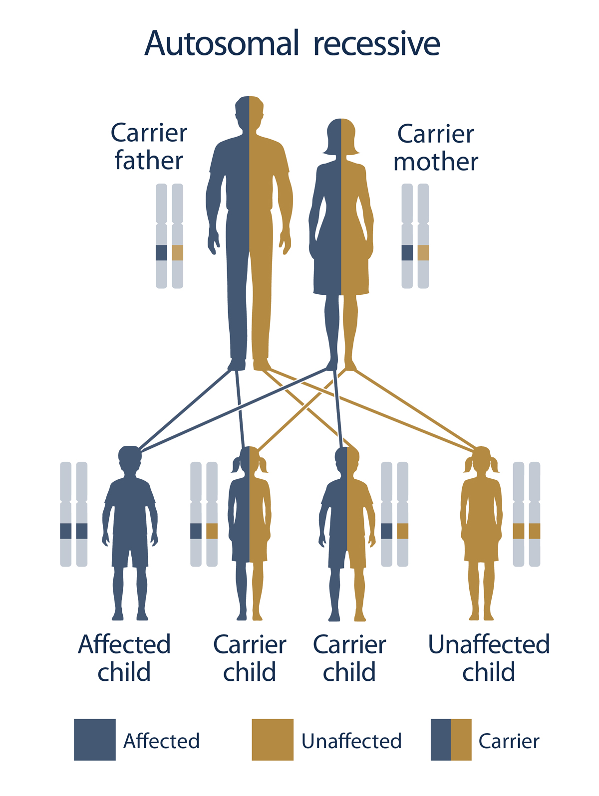 Illustration of Autosomal Recessive Disorder shows two carrier parents and four children: one affected child, two carrier children, and one unaffected child. The affected child has a copy of the congenital adrenal hyperplasis (CAH) gene from both parents.  The carrier children can either have a copy of the CAH gene from the father and a copy of a normal gene from the mother, or a copy of the CAH gene from the mother and a copy of a normal gene from the father. The unaffected child would have a normal gene from both father and mother.