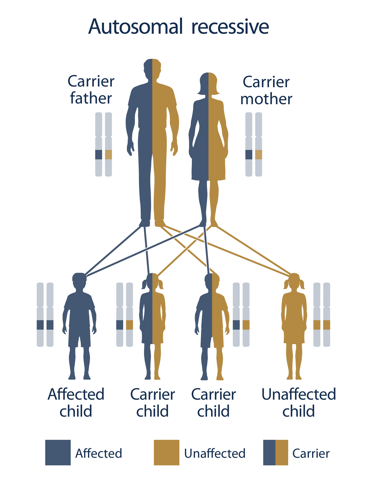 Illustration of Autosomal Recessive Disorder shows two carrier parents and four children: one affected child, two carrier children, and one unaffected child. The affected child has a copy of the congenital adrenal hyperplasis (CAH) gene from both parents. The carrier children can either have a copy of the CAH gene from the father and a copy of a normal gene from the mother, or a copy of the CAH gene from the mother and a copy of a normal gene from the father. The unaffected child would have a normal gene from both father and mother.