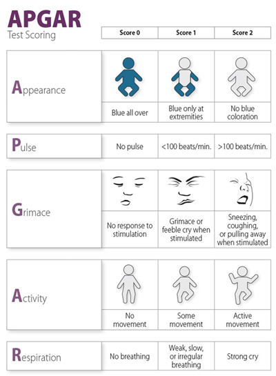 مصور APGAR (المظهر ، النبض ، التجهم ، النشاط ، التنفس) مخطط درجات الاختبار.  يوضح الرسم البياني بصريًا مدى قدرة الطفل على تحمل عملية الولادة من خلال توفير خمس فئات (الصفوف في الرسم البياني) والتي يجب على المرء من خلالها تقييم المولود على مقياس من 0 إلى 2 (أعمدة الرسم البياني) ، حيث يكون 0 هو الأدنى (غير مرغوب فيه) و 2 هو الأعلى (مرغوب فيه).  الصف 1: المظهر: الدرجة 0 هي 'أزرق في كل مكان' ، ويظهر رسمًا توضيحيًا بسيطًا لشكل طفل ، وكله أزرق ؛  النتيجة 1 هي 'أزرق عند الأطراف فقط' ، ويظهر الشكل بأذرع وأرجل زرقاء وجذع ورأس أخضر ؛  والنتيجة 2 هي 'لا يوجد لون أزرق' ، تظهر الشكل ، فقط اللون الأرجواني بالكامل.  الصف 2: النبض: النتيجة 0 هي 'لا يوجد نبض' ؛  النتيجة 1 هي 'أقل من 100 نبضة في الدقيقة' ؛  النتيجة 2 هي 'أكثر من 100 نبضة في الدقيقة'.  الصف 3: التجهم: النتيجة 0 هي 'لا توجد استجابة للتحفيز' ، وتظهر وجهًا مصورًا لطفل ليس لديه تعبيرات وجه ؛  الدرجة 1 هي 'كشر أو صرخة ضعيفة عند التحفيز' ، وتظهر وجهًا مصورًا لطفل يظهر كشرًا بفم مغلق ؛  الدرجة 2 هي 'العطس ، أو السعال ، أو الابتعاد عند التحفيز' ، وتظهر وجهًا مصورًا لطفل مفتوح الفم وهو الأكثر تعبيرًا من بين الرسوم التوضيحية الثلاثة.  الصف 4: النشاط: الدرجة 0 هي 'لا توجد حركة' ، حيث تعرض رسمًا توضيحيًا بسيطًا لشكل طفل رضيع باللون الأزرق ولا تظهر أي حركة ؛  النتيجة 1 هي 'بعض الحركة' ، حيث يظهر الشكل باللون الأخضر ويظهر الحركة في ساق واحدة ؛  النتيجة 2 هي 'حركة نشطة' ، تظهر الشكل ملونًا باللون الأرجواني مع إظهار الذراعين والساقين للحركة.  الصف 5:  التنفس: الدرجة 0 هي 'لا يتنفس' ؛  الدرجة 1 هي 'تنفس ضعيف أو بطيء أو غير منتظم' ؛  النتيجة 2 هي 'صرخة قوية'.