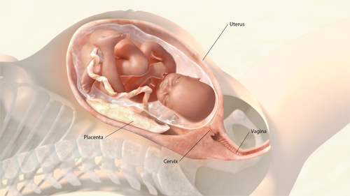 An illustrated cross-section of a female abdomen carrying a fetus; the fetus has turned and appears ready for delivery. The uterus, placenta, cervix, and vagina are labeled.