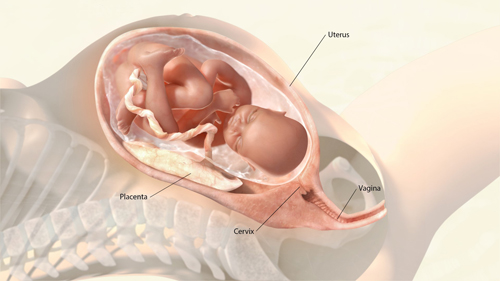 https://www.nichd.nih.gov/sites/default/files/health/topics/labor-delivery/topicinfo/PublishingImages/fetus.jpg