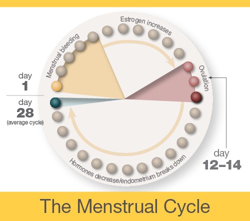 About Menstruation NICHD - Eunice Kennedy Shriver 