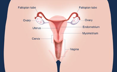 The 4 Phases Of Your Menstrual Cycle - Affinity Health