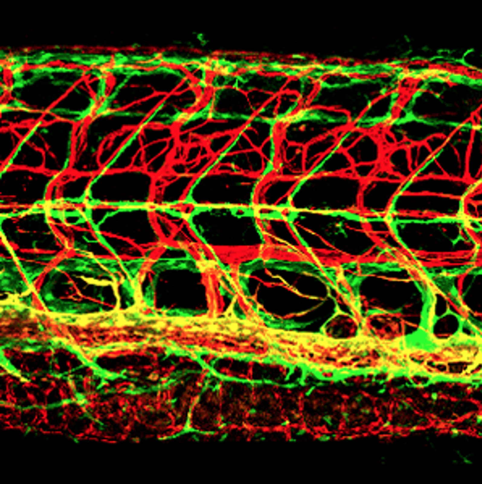 Larval zebrafish trunk vessels