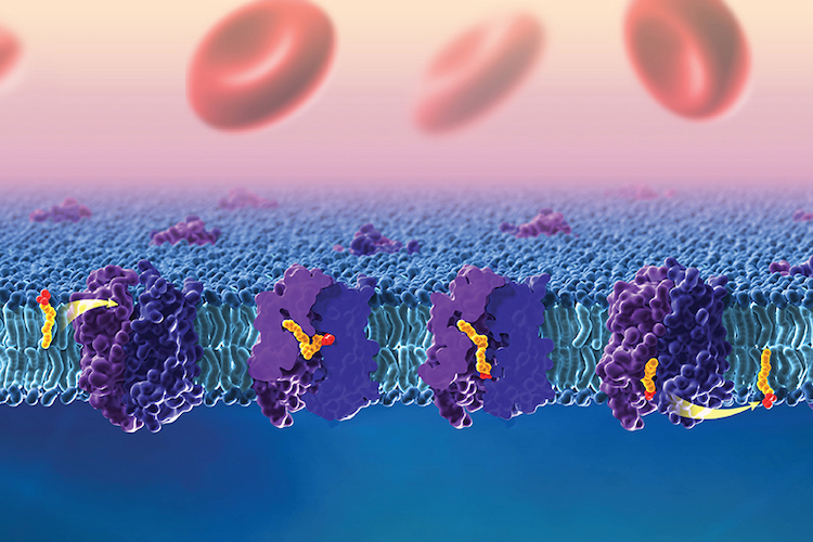 Three-dimentional rendering of purple receptors within a fatty lipid bilayer. DHA, colored in yellow and red, moves along the center of each receptor. Red blood cells are on top, and blue shading is along the bottom.