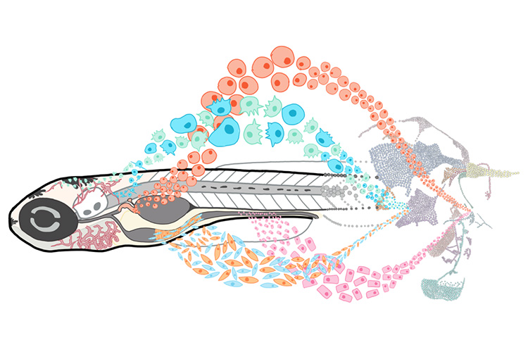 Drawing of a single zebrafish with streams of cells arranged artistically and grouped by color and type.