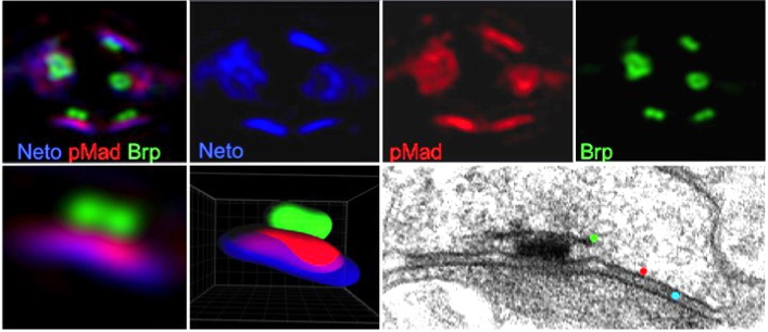 Seven 3D images with black backgrounds that highlight pMad in red, Brp in green and Neto in blue. 