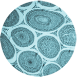 Microscopic view of testes tissue.