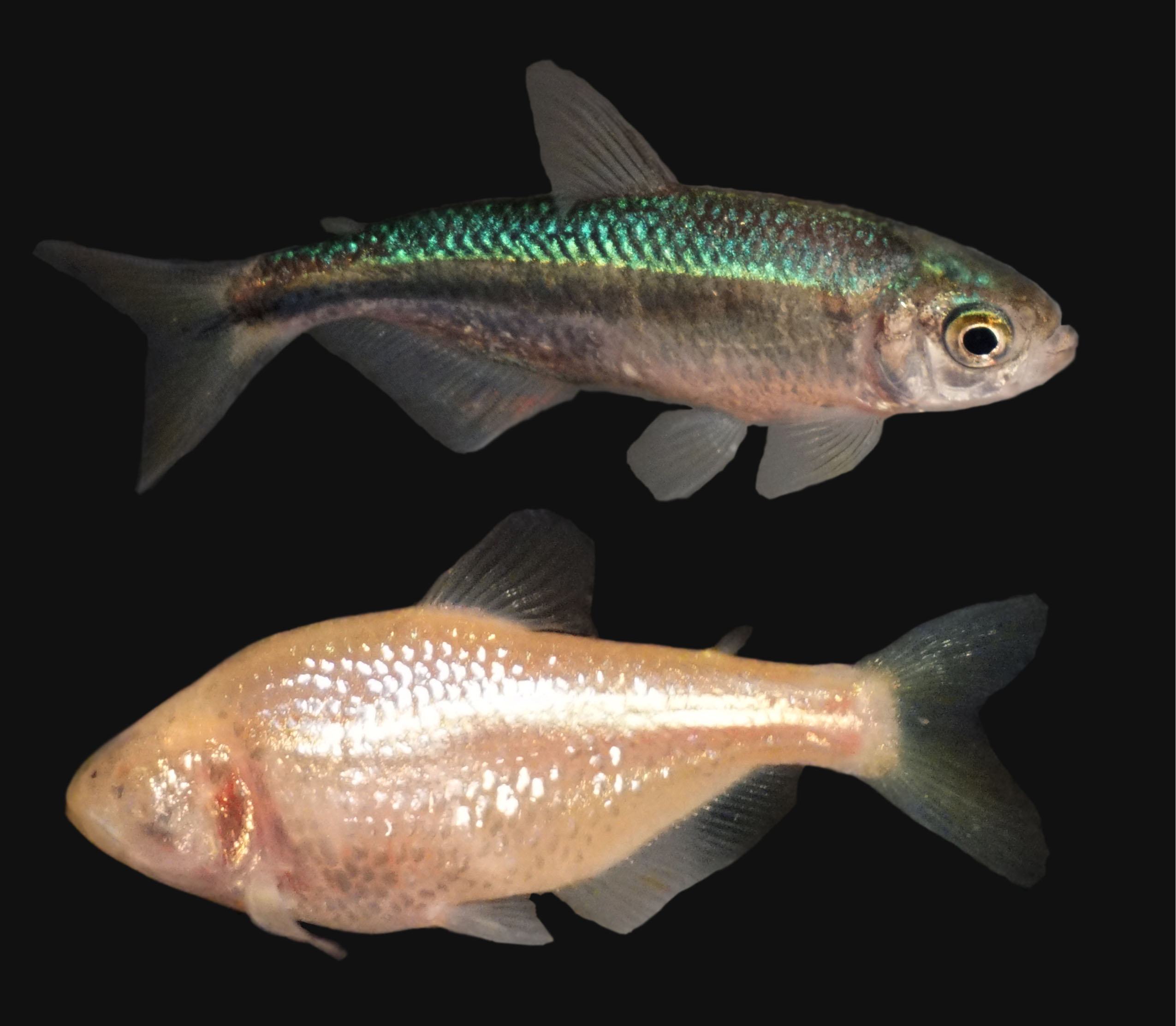 Surface (top) and cave (bottom) morphs of the Mexican Tetra, Astyanax mexicanus.