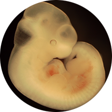 Embryo