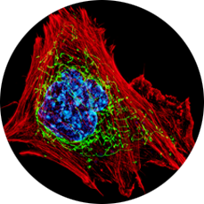 Microscopic view of mitochondrial cell