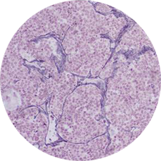 Microscopic view of endocrine cell