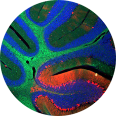 Pediatric Endocrinology, Metabolism, and Genetics