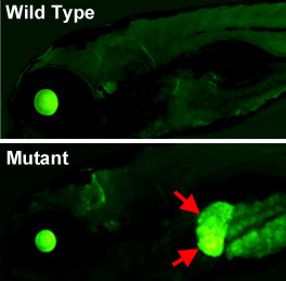 Lateral views of the head and anterior trunk of a wild type (top) and tissue-specific epigenetic silencing mutant (bottom) zebrafish.  The mutant causes loss of epigenetic silencing specifically in the liver (red arrows), as visualized with a novel transgenic reporter line developed in the Weinstein Lab that permits dynamic, tissue-specific visualization of epigenetic silencing in living animals.