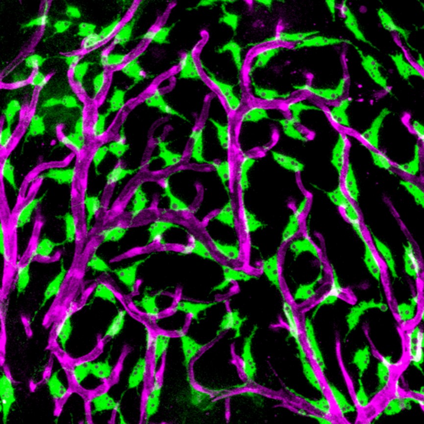 Confocal image of "fluorescent granular perithelial cells" (FGPs, in green) adhering to the outside of meningeal blood vessels (in purple) on the brain of a Tg(mrc1a:egfp); Tg(karl:cherry) double-transgenic adult zebrafish.