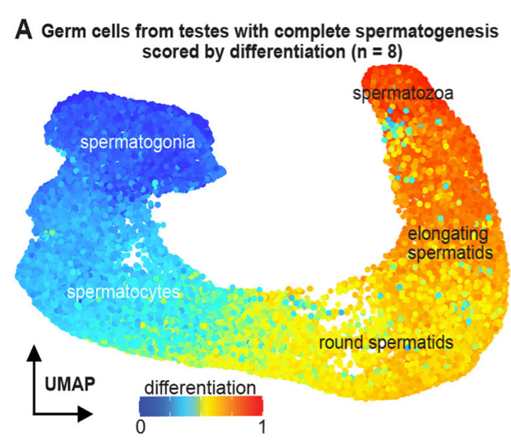 Germ cells from testes with complete spermatogenesis scored by differentiation (n=8)