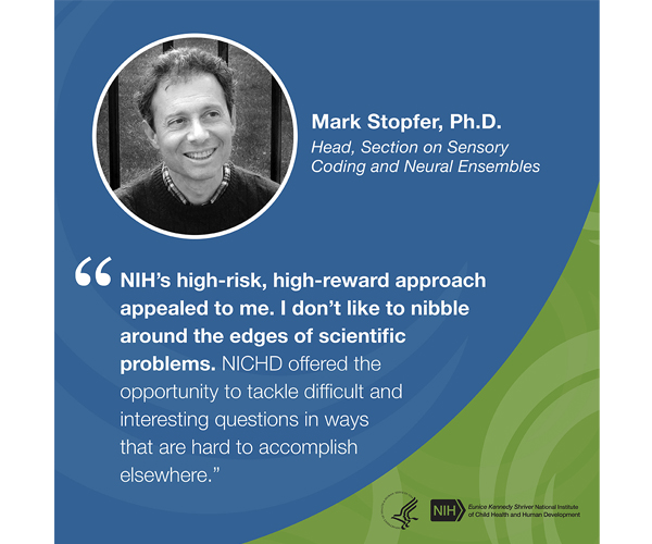 Quote from Mark Stopfer, Ph.D., head of the Section on Sensory Coding and Neural Ensembles: “NIH's high-risk, high-reward approach appealed to me. I don't like to nibble around the edges of scientific problems. NICHD offered the opportunity to tackle difficult and interesting questions in ways that are hard to accomplish elsewhere.”