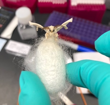 A gloved hand holds a silkworm cocoon which has a moth at the top. The background shows a bench top with pipette tips and other supplies.