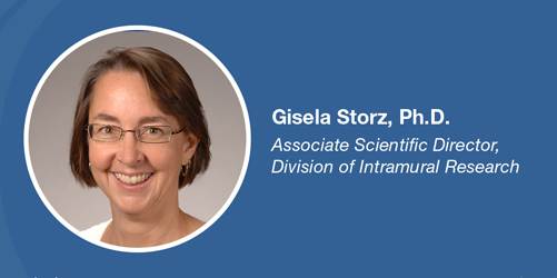 Gisela Storz, Ph.D., Associate Scientific Director, Division of Intramural Research