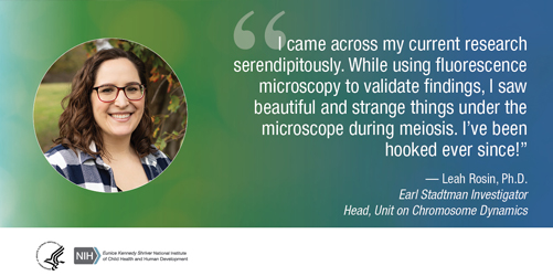 Quote from Leah Rosin, Ph.D., Earl Stadtman Investigator and Head of the Unit on Chromosome Dynamics: "I came across my current research serendipitously. While using fluorescence microscopy to validate findings, I saw beautiful and strange things under the microscope during meiosis. I’ve been hooked ever since!"
