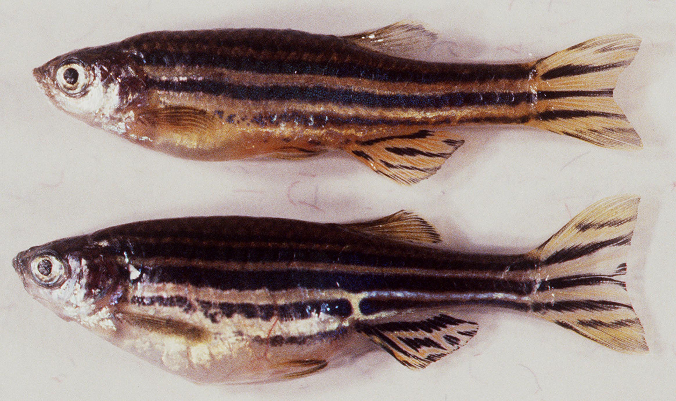 Lateral views of adult male (top) and female (bottom) zebrafish.
