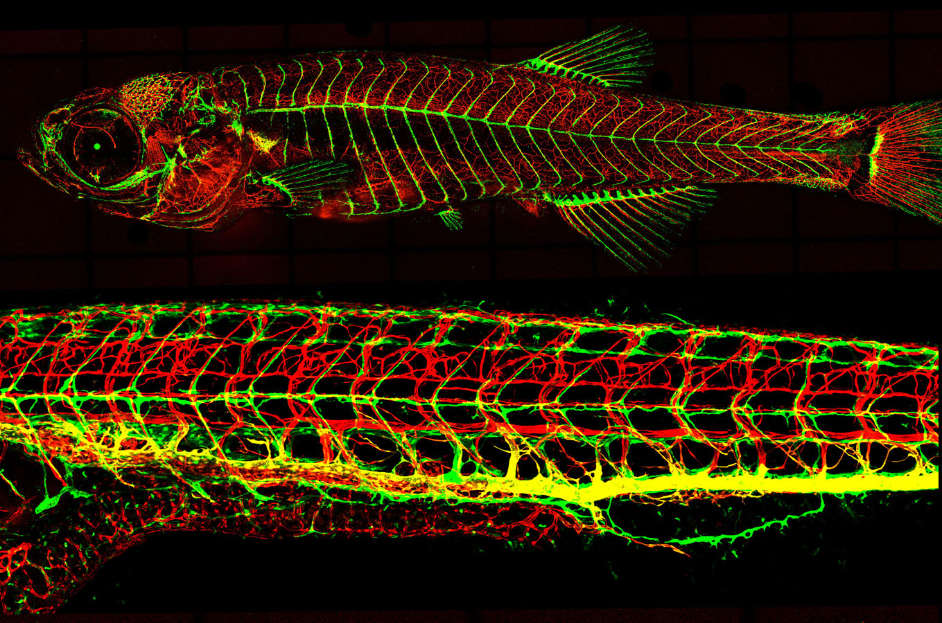 Lateral views of Tg(kdrl:cherry); Tg(mrc1a:egfp) double-transgenic animals, including a 19 day old whole fish (top) and a 12 day old close-up of the trunk (bottom).