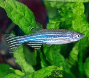 zebrafish