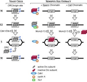 Graphic illustrating the ORC cycle in yeast cells and frog eggs.