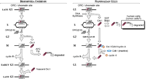 Graphic illustrating the ORC cycle in fly embryos and mammalian cells (15).