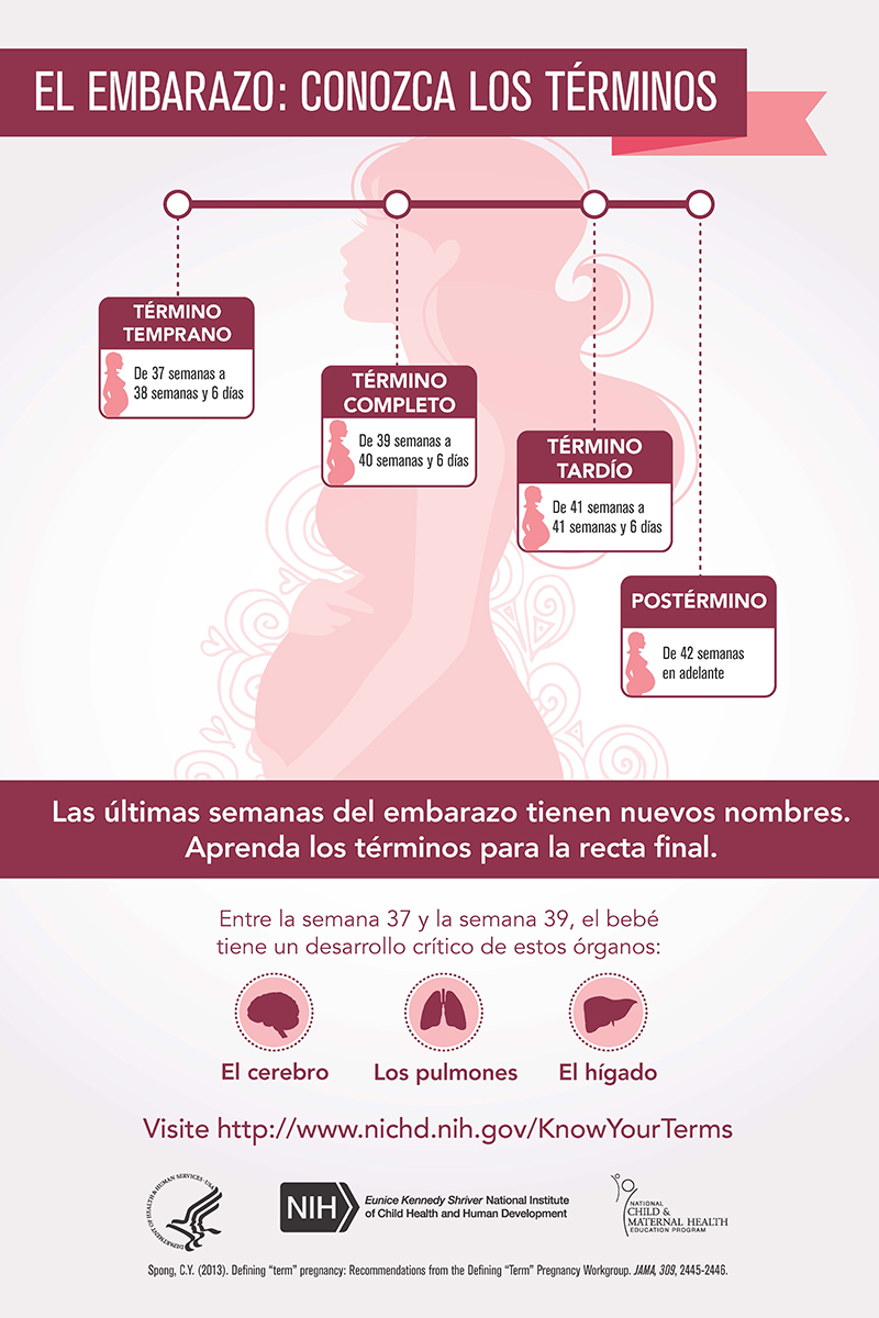 Póster - El embarazo: Conozca los términos