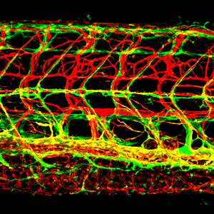 Lateral view confocal image of the trunk of a 12 dpf Tg(kdrl:cherry); Tg(mrc1a:egfp) double-transgenic zebrafish with red fluorescent blood vessels and green fluorescent lymphatics.