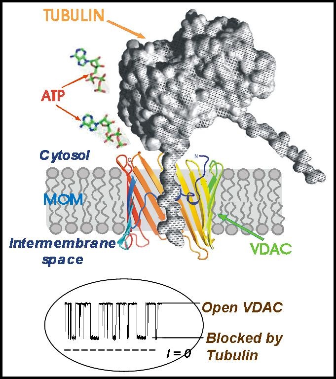 An image showing tubulin binding to VDAC controls Mitochondria Outer Membrane Permeability and Mitochondria Respiration