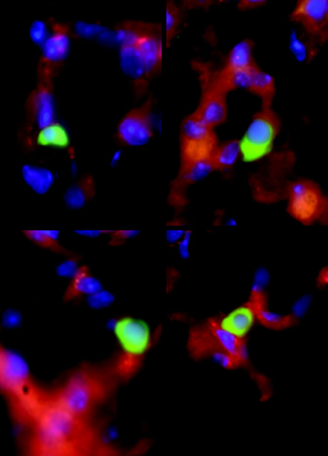 A collection of micrographs showing fetal cells.