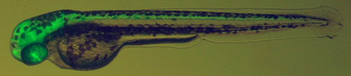 Zebrafish larva.