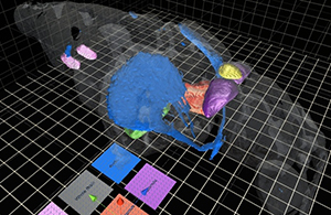 Virtual reality simulation of brain in zebrafish.
